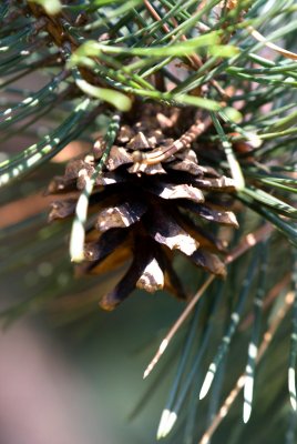 Pinus rotundata - borovice zaoblená - šiška